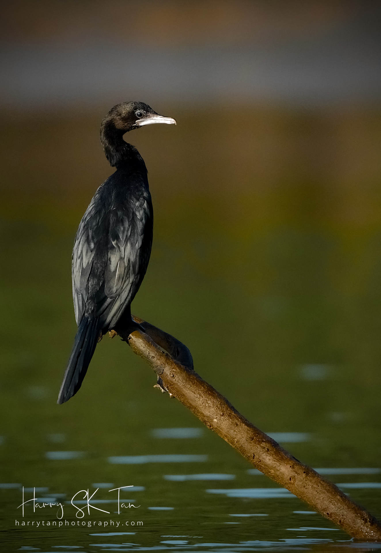 Krabi Overseas Workshop, Jan 2026